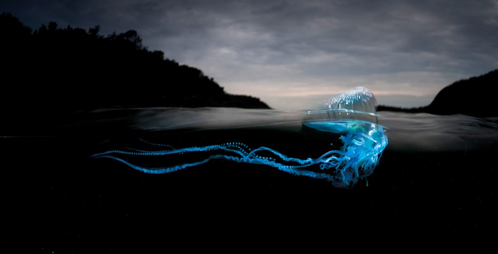 Portuguese Man o’ War (Physalia physalis): Matt Smith