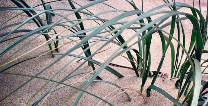 serena-renner-goq-seagrass-feature-image